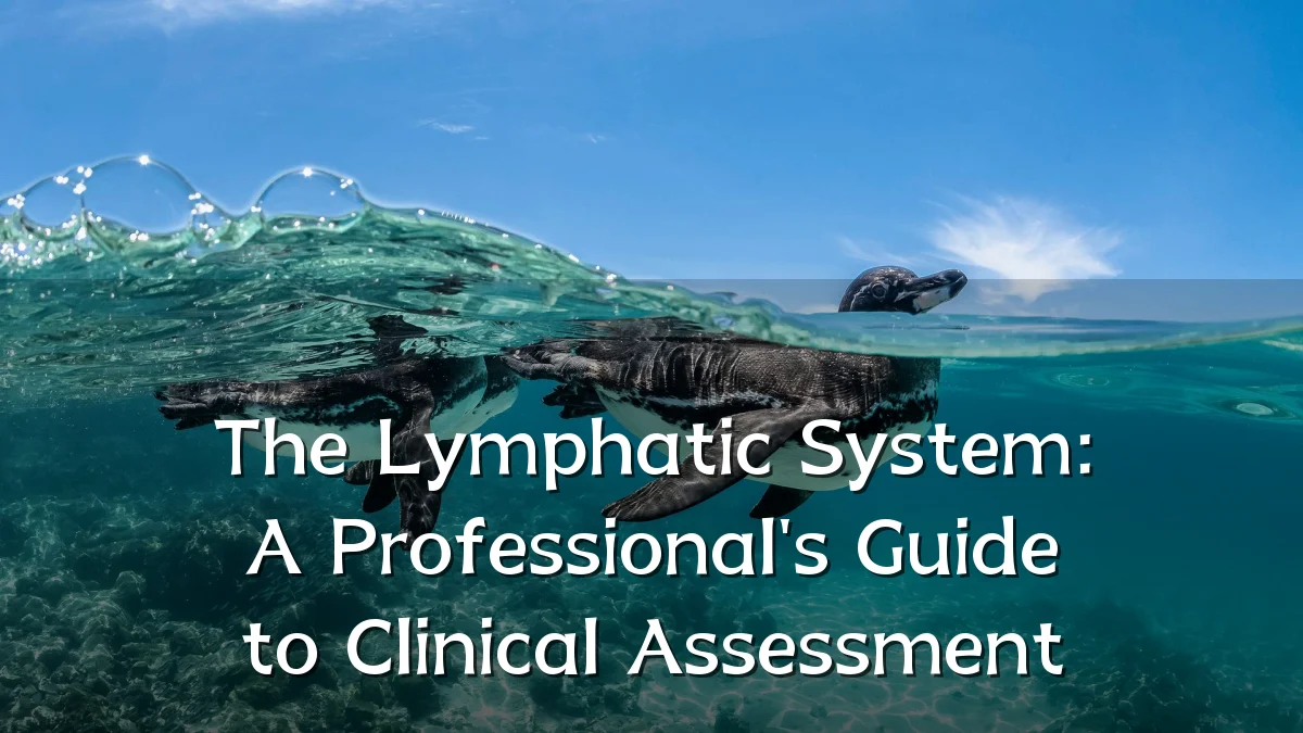 The Lymphatic System: A Professional's Guide to Clinical Assessment